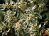 Snow-on-the-Mountain, Snow-on-the-Prairie: Flower