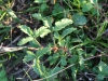 Southern Dewberry: Leaf