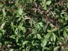 Southern Dewberry: Stem