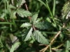 Southern Dewberry: Leaf
