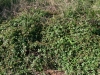 Southern Dewberry: Whole Plant