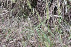 SW Bristlegrass In Situ