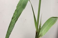 SW Bristlegrass Leaves