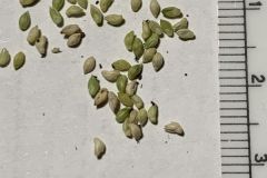 SW Bristlegrass Seeds
