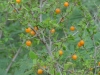 Spiny hackberry, Granjeno: Fruit