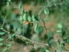 Spiny hackberry, Granjeno: Leaf