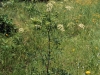 Spotted water hemlock: Whole Plant