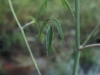 Spotted water hemlock: Leaf