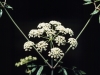 Spotted water hemlock: Flower