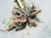 Spotted water hemlock: Root