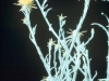 Starthistles: Whole Plant