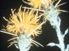 Starthistles: Flower