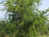 Sugar hackberry: Whole Plant