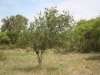 Sugar hackberry: Whole Plant