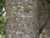 Sugar hackberry: Stem