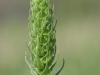 Sulfaweed, Broadleaf sumpweed: Flower