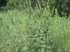 Sulfaweed, Broadleaf sumpweed: Whole Plant