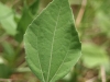 Sulfaweed, Broadleaf sumpweed: Leaf