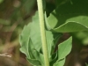 Sulfaweed, Broadleaf sumpweed: Stem