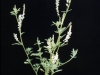 Sweetclover: Whole Plant