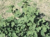 Sweetclover: Leaf