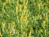 Sweetclover: Flower