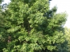 Sweetgum: Whole Plant