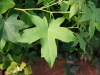 Sweetgum: Leaf