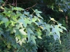 Sweetgum: Leaf