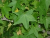 Sweetgum: Leaf