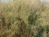 Switchgrass: Whole Plant
