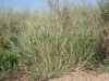 Switchgrass: Whole Plant