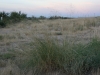 Switchgrass: Whole Plant