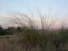 Switchgrass: Whole Plant