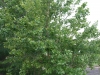 Sycamore: Whole Plant