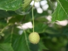 Sycamore: Fruit