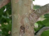 Sycamore: Stem
