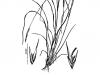 Tall dropseed: Whole Plant