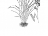 Tall fescue: Whole Plant