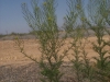 Tansy Mustard: Whole Plant