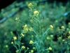 Tansy Mustard: Flower