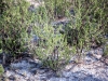 Tarbush, Blackbush: Whole Plant