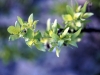 Tarbush, Blackbush: Leaf