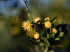 Tarbush, Blackbush: Flower