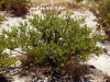 Tarbush, Blackbush: Whole Plant