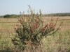 Tasajillo, Turkey pear: Whole Plant