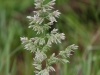 Texas bluegrass: Inflrorescence