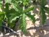 Texas bullnettle, Mala mujer: Leaf