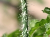 Texas bullnettle, Mala mujer: Stem
