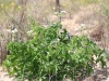 Texas bullnettle, Mala mujer: Whole Plant
